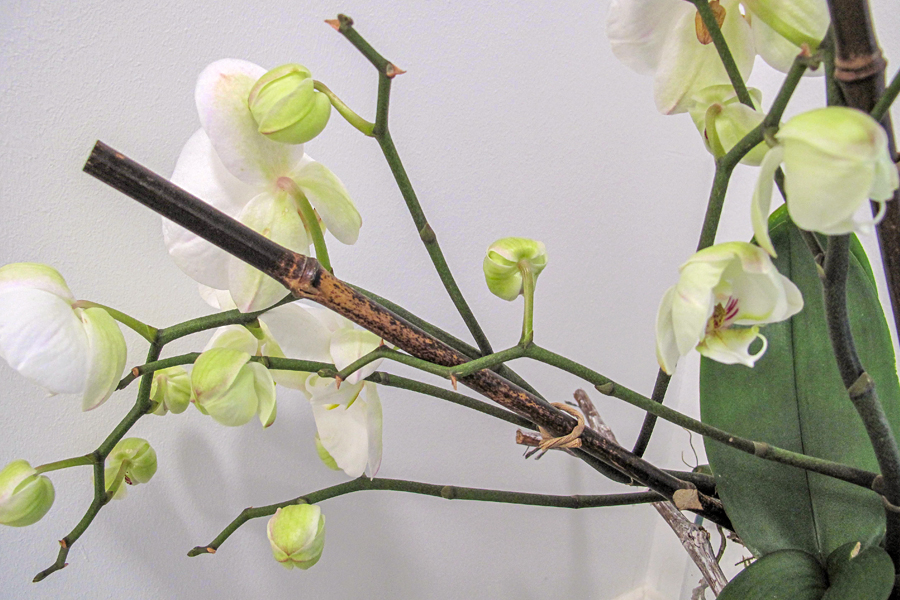 Orchidee